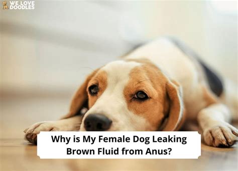 why is my female dog leaking brown fluid from anus|Female Dog Leaking Brown Fluid from Her Anus: Causes,。